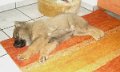 filou (3)